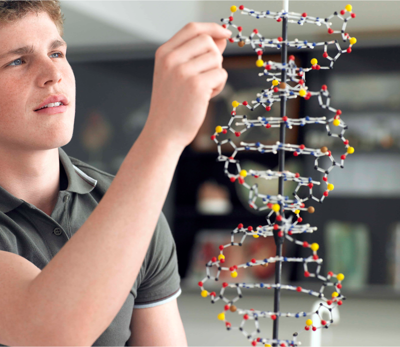 Boy Working With Double Helix Structure Physical Model